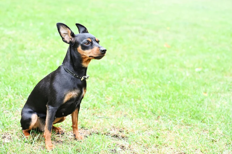 a small black and brown dog sitting in the grass, by Julia Pishtar, pexels, renaissance, australian, two pointed ears, weenie, today\'s featured photograph 4k