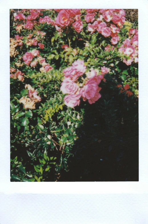 a polaroid picture of a bunch of pink flowers, inspired by Elsa Bleda, unsplash, rose garden, scanned, bushes, aesthetic!!!!!!!!!!