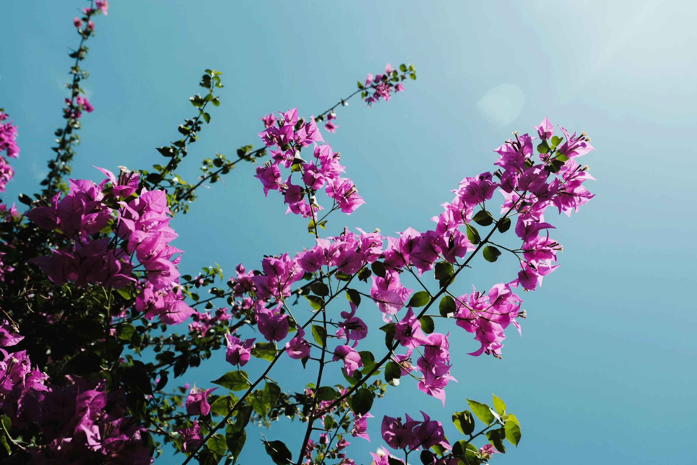 a bunch of purple flowers against a blue sky, a photo, unsplash, romanticism, bougainvillea, shot on sony alpha dslr-a300, multicoloured, sun - drenched