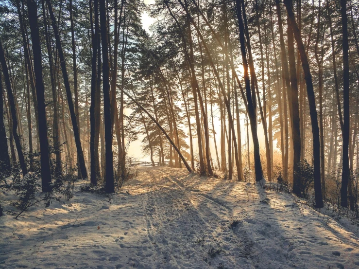 the sun shines through the trees in a snowy forest, by Emma Andijewska, pexels, romanticism, beautiful raking sunlight, photo on iphone, forest in the distance, soft sunlight dappling