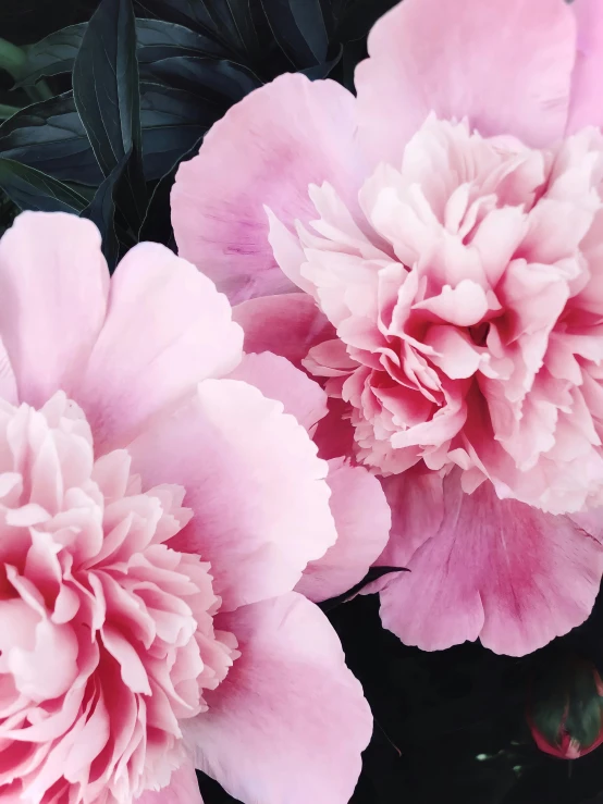 a close up of two pink flowers in a vase