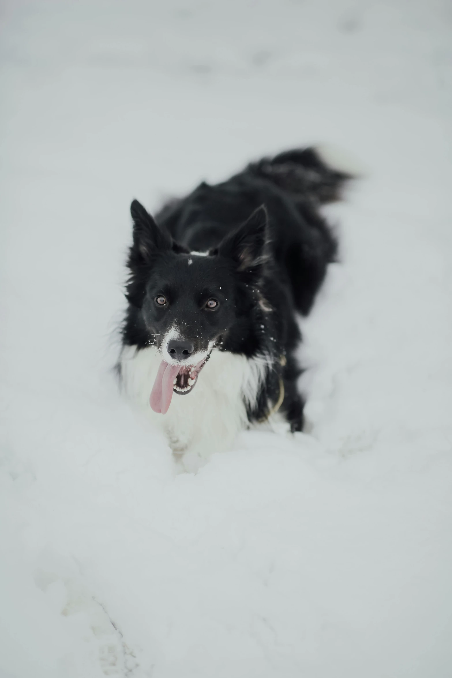 a black and white dog standing in the snow, by Sven Erixson, hurufiyya, tongue out, laying down, low quality photo, mixed animal