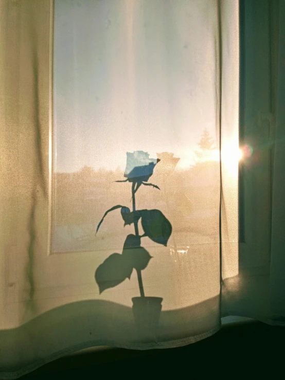 a rose in a vase sitting on a window sill, a polaroid photo, inspired by Elsa Bleda, unsplash, romanticism, birds in the sunlight, is at dawn and bluish, growing out of a giant rose, ( ( photograph ) )