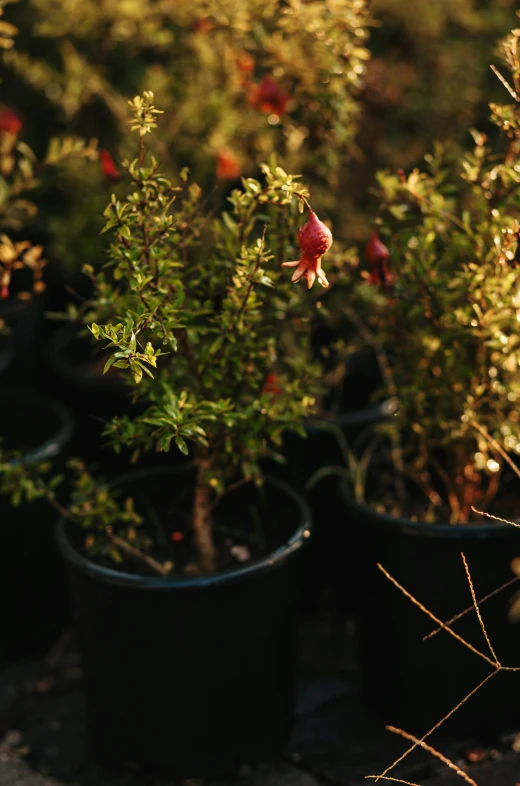 a bunch of potted plants that have pomegranates on them, by Jakob Emanuel Handmann, unsplash, shot on hasselblad, flowering buds, evening sun, low quality photo