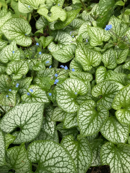 a close up of a plant with blue flowers, platinum, lightweight, mint higlights, plants allover