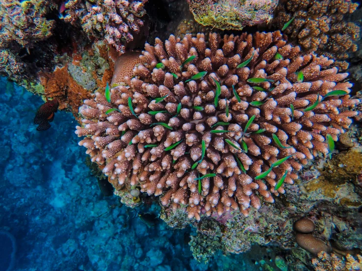 a close up of a sea anemone on a coral reef, pexels contest winner, drone shot, green and red plants, great barrier reef, jen atkin