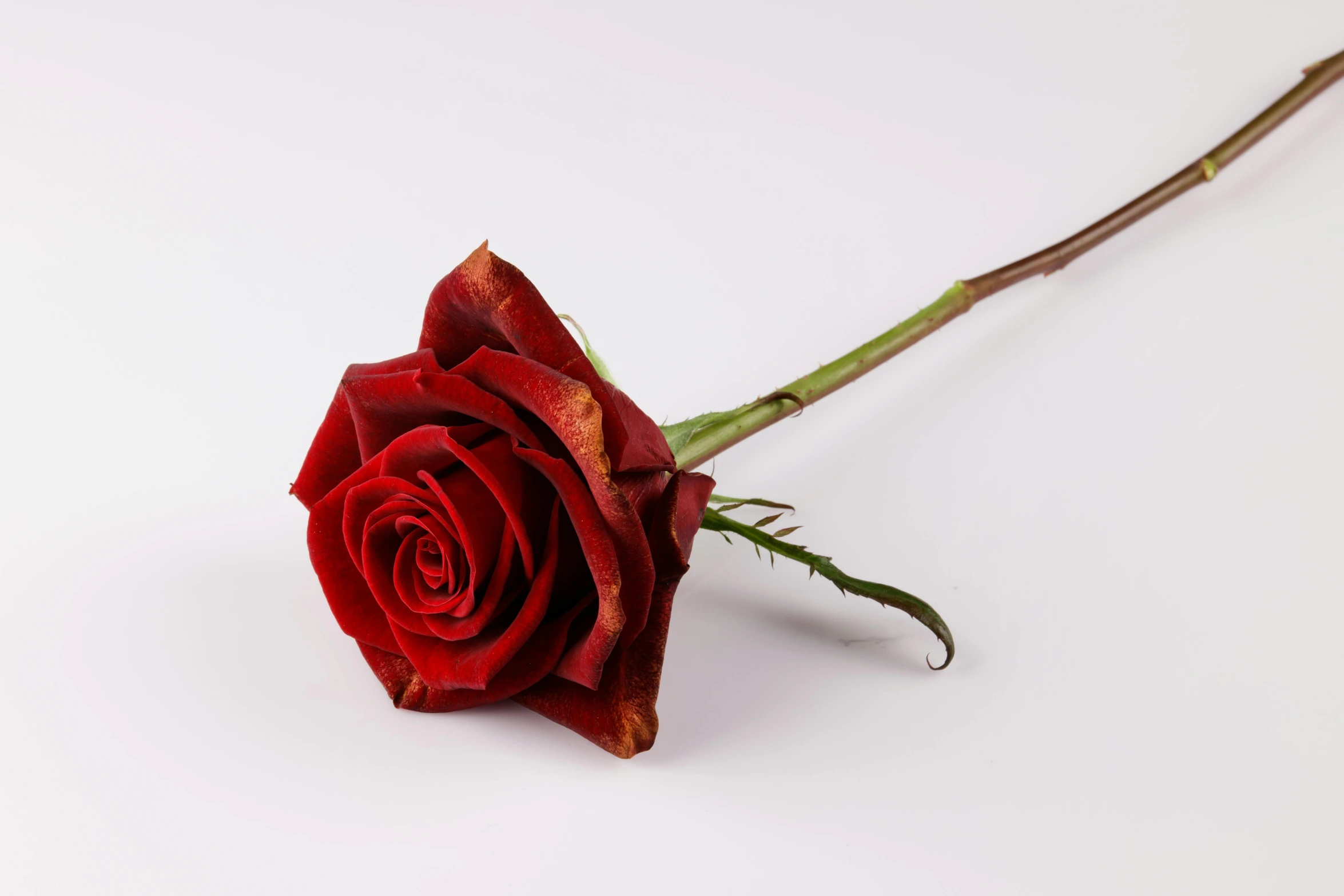 a single red rose sitting on top of a white surface, well preserved, stems, single long stick, highly upvoted