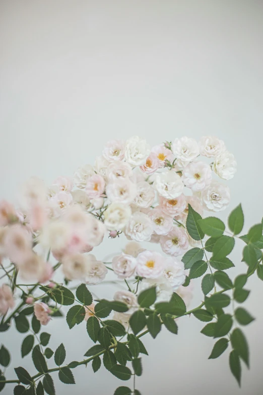 a bunch of white flowers sitting on top of a table, inspired by Nagasawa Rosetsu, trending on unsplash, soft blush, rose-brambles, set against a white background, in bloom greenhouse