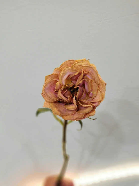 a close up of a person holding a flower, a colorized photo, by Rebecca Horn, romanticism, dried vines, rose gold, f4”