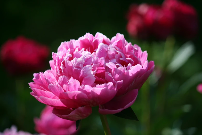 a close up of a pink flower in a field, many peonies, striking colour, highly polished, high quality product image”