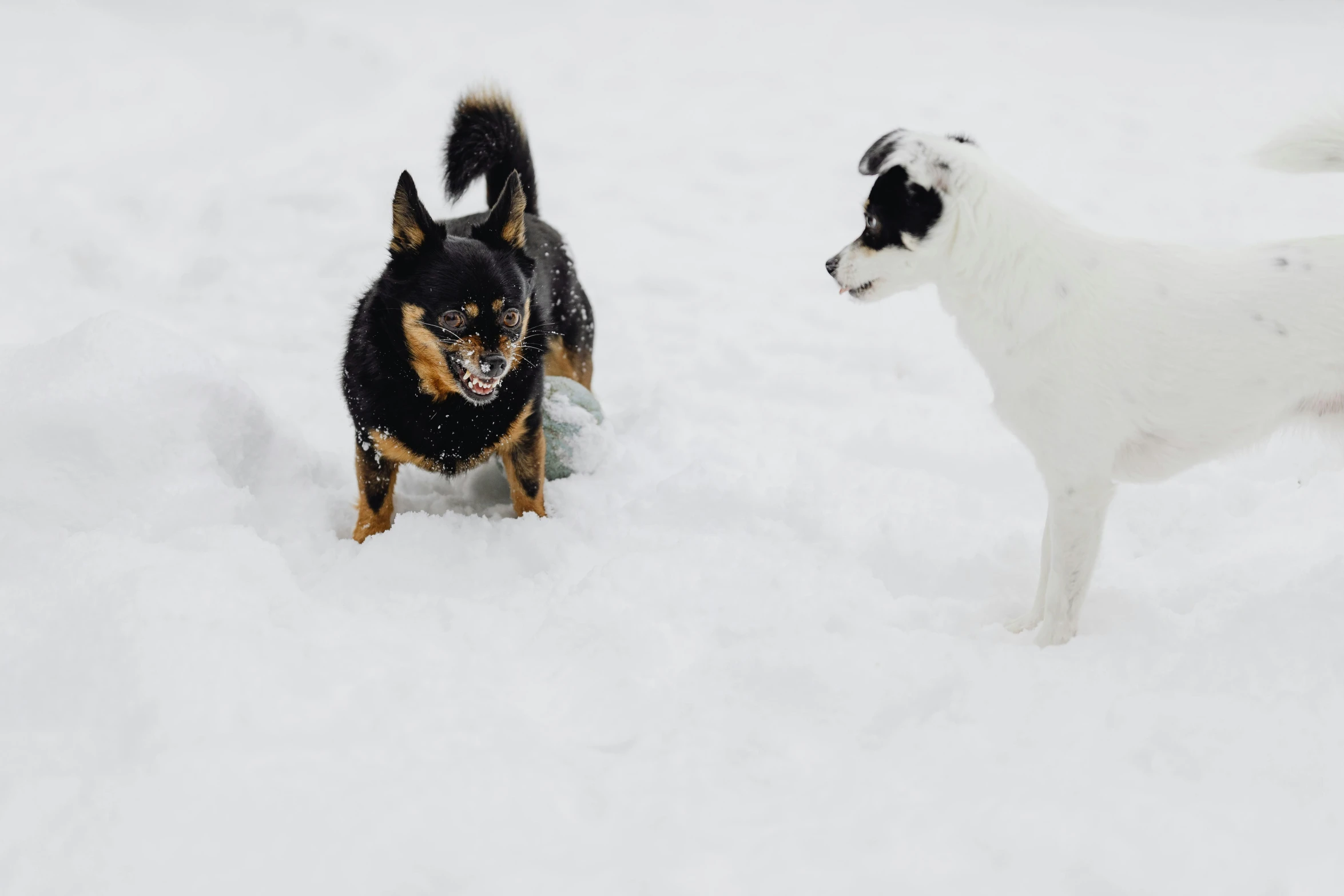 two dogs playing in the snow with each other, by Julia Pishtar, pexels contest winner, bauhaus, aggressive stance, white, thumbnail, small