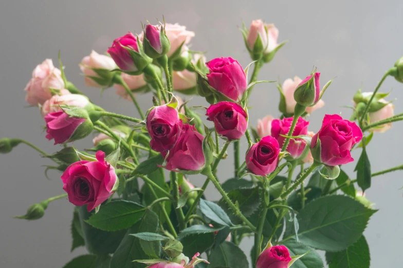 a vase filled with pink and white roses, inspired by Alexander Roslin, unsplash, rich deep pink, on grey background, buds, medium close up