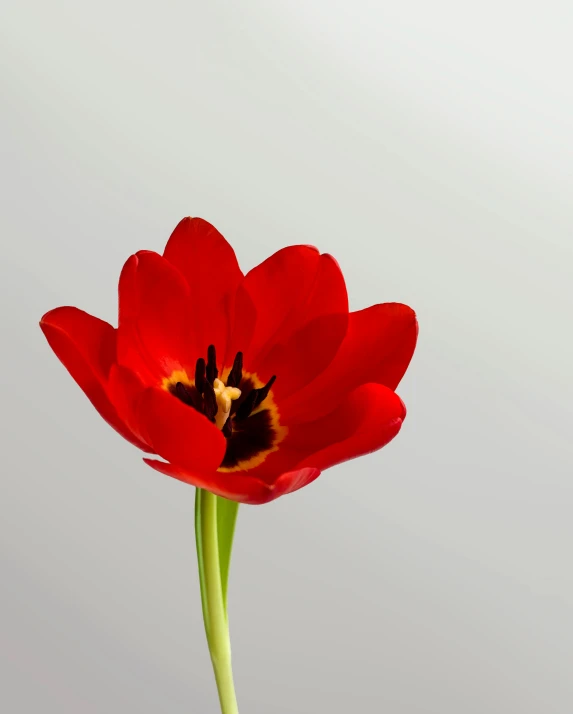 a close up of a red flower in a vase, profile image, on grey background, photographed for reuters, tulips