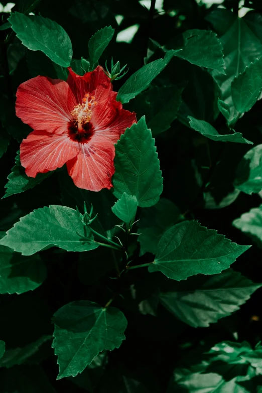 a close up of a red flower with green leaves, pexels contest winner, hurufiyya, in the jungle. bloom, hibiscus, cinematic shot ar 9:16 -n 6 -g, top down view