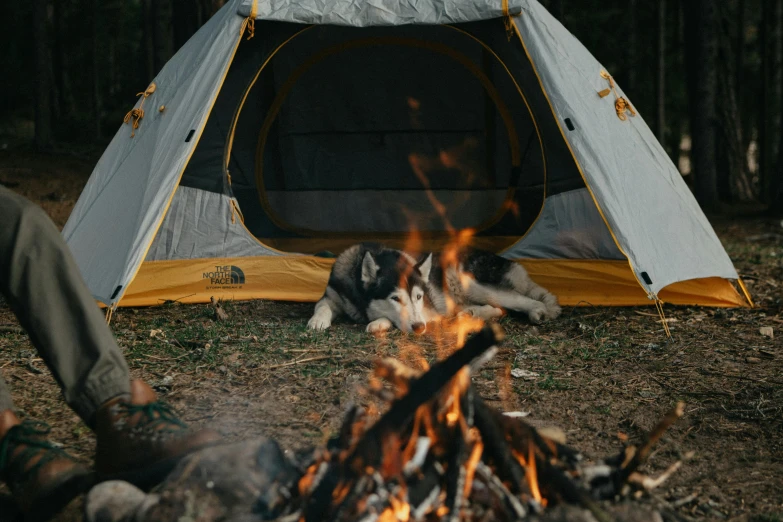 a dog sitting in front of a campfire next to a tent, husky, grey, college, thumbnail