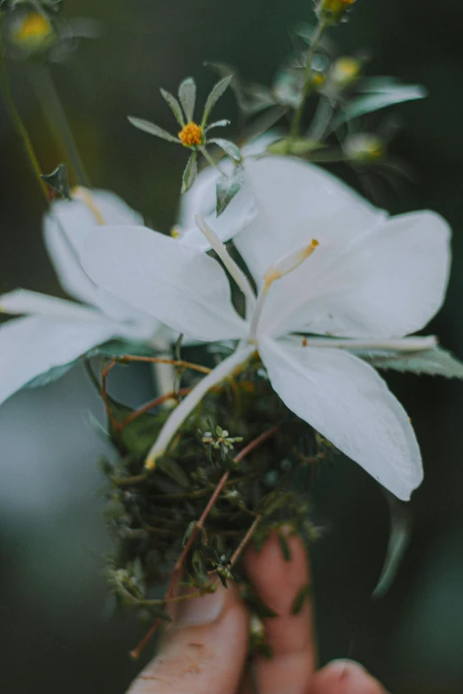 a person holding a bunch of white flowers, a macro photograph, inspired by Elsa Bleda, unsplash, hurufiyya, clematis theme banner, ignant, wedding, blurred