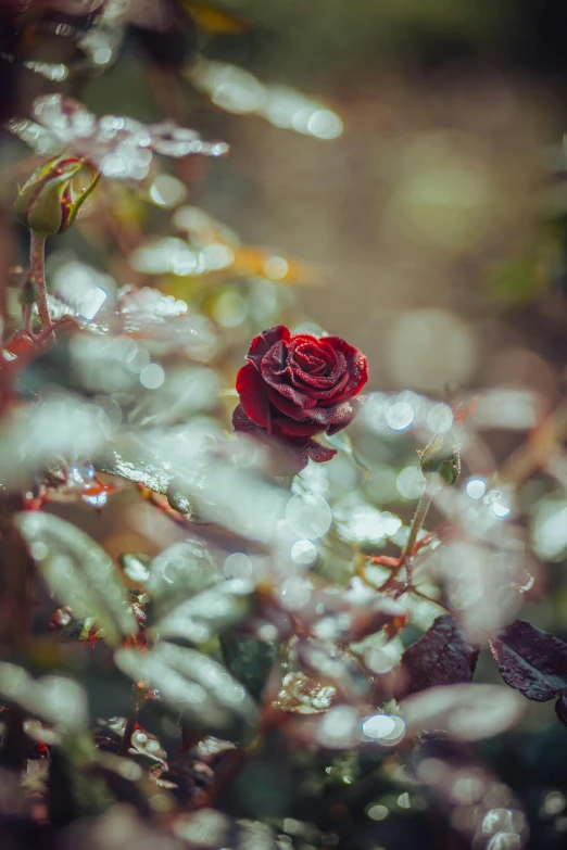 a red rose sitting on top of a lush green field, inspired by Elsa Bleda, unsplash contest winner, overcast bokeh - c 8, maroon mist, carnal ) wet, black roses