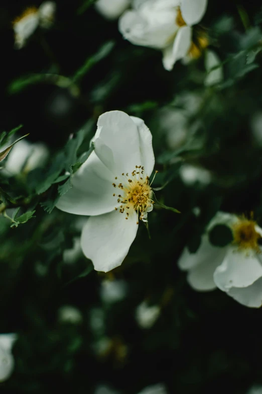 a bunch of white flowers sitting on top of a lush green field, inspired by Elsa Bleda, unsplash, rose-brambles, dynamic closeup, manuka, single