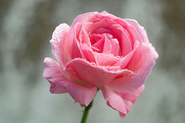 a pink rose with water droplets on it, unsplash, paul barson, slide show, high resolution, mint