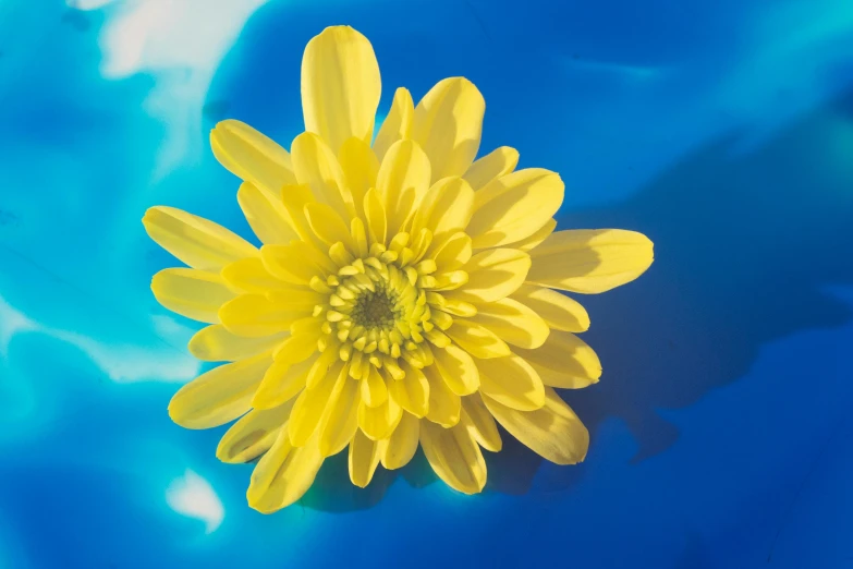 a yellow flower sitting on top of a blue plate, partly underwater, chrysanthemum eos-1d, blue - yellow sky, avatar image