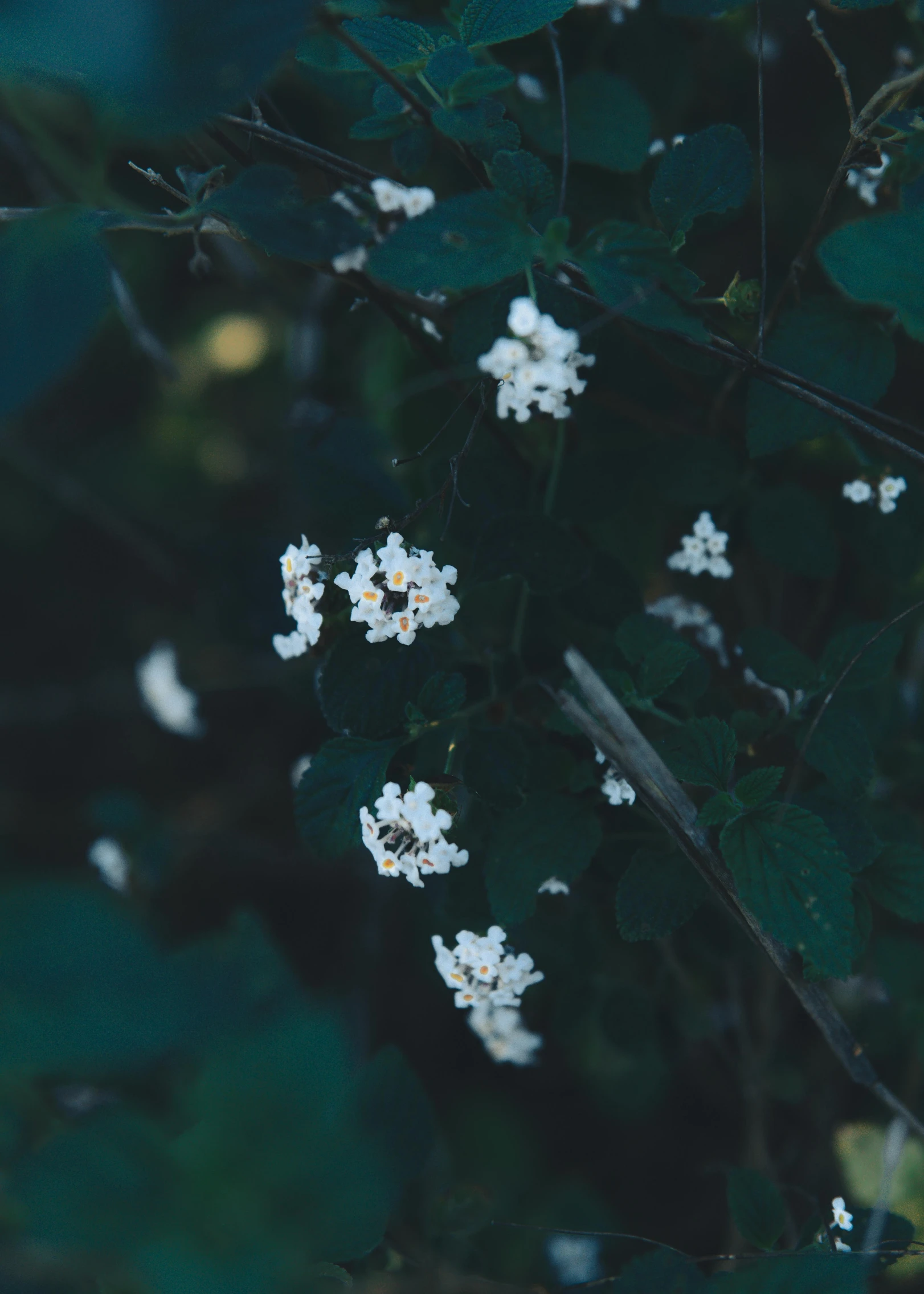 a group of white flowers sitting on top of a lush green forest, inspired by Elsa Bleda, unsplash, aestheticism, night time, wild berry vines, ignant, half image