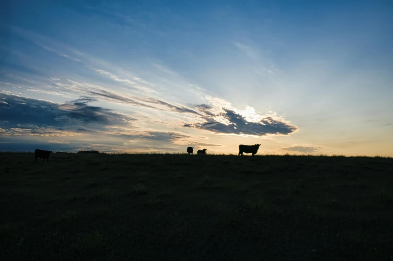 a couple of cows standing on top of a grass covered field, by Daniel Seghers, unsplash contest winner, land art, dusk sky, big sky, silhouette :7, fan favorite