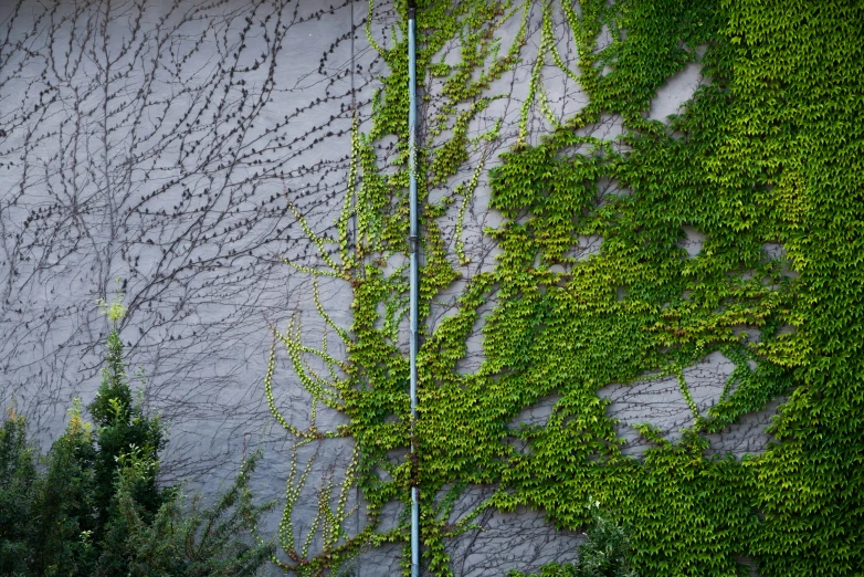a fire hydrant in front of a wall covered in vines, a photo, inspired by Elsa Bleda, environmental art, concrete _ wall ) ], plant patterns, 1 5 0 4, panels