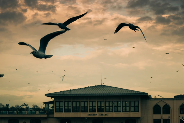 a group of seagulls flying in front of a building, by Tobias Stimmer, pexels contest winner, modernism, terminal, early evening, conde nast traveler photo, seaside