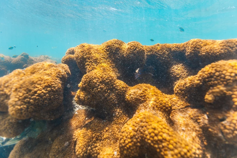 an underwater view of some corals in the water, unsplash, precisionism, brown, 🦩🪐🐞👩🏻🦳, shot on sony a 7, an island made of caviar