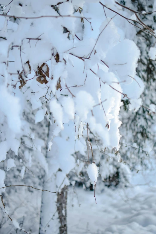 a fire hydrant sitting in the middle of a snow covered forest, overhanging branches, lots of white cotton, zoomed in, lapland