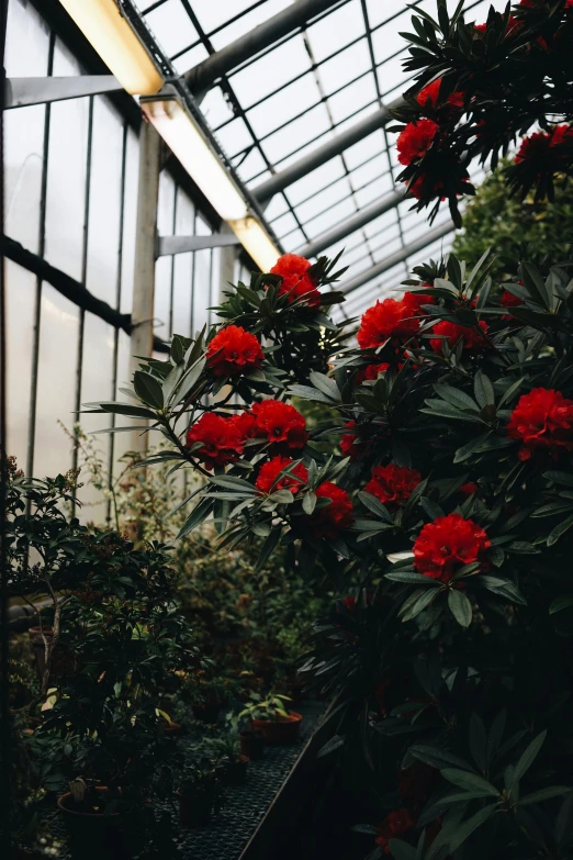 a greenhouse filled with lots of red flowers, a photo, unsplash contest winner, art nouveau, exotic trees, trending on vsco, peony flowers, large tall