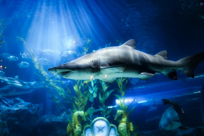 a shark that is swimming in a tank, pexels contest winner, atlantis background, brightly lit, australian, detailed”