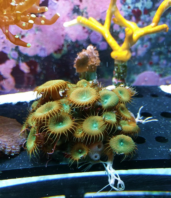 a group of sea anemons in an aquarium, an album cover, flickr, hurufiyya, eyeballs bulging, no cropping, reddit post, cutecore clowncore