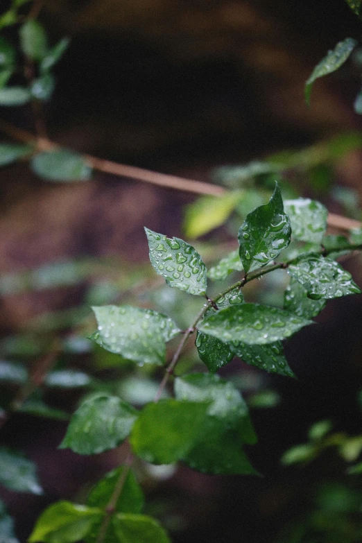 a close up of a plant with water droplets on it, inspired by Elsa Bleda, unsplash, romanticism, placed in a lush forest, branches and ivy, paul barson, grey