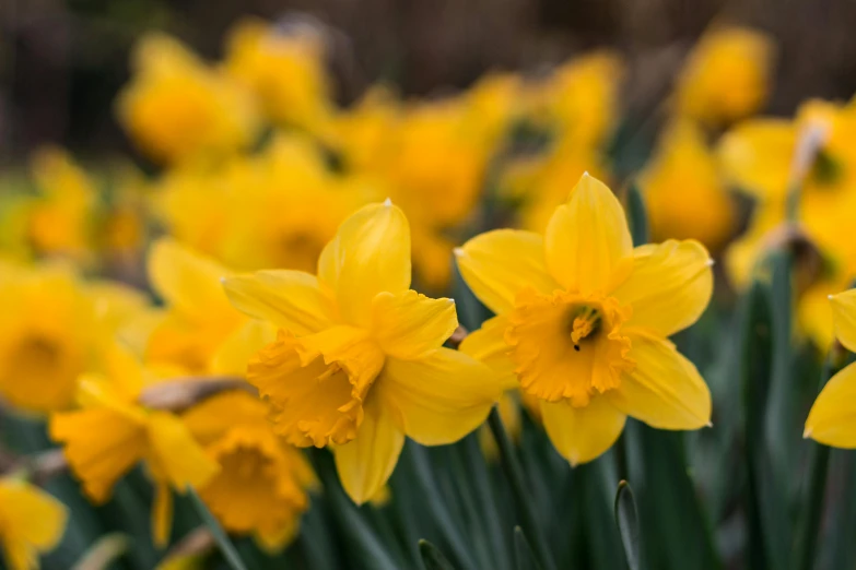 a bunch of yellow daffodils in a field, by David Garner, pexels, fan favorite, hazy, vivid colour, winter vibrancy