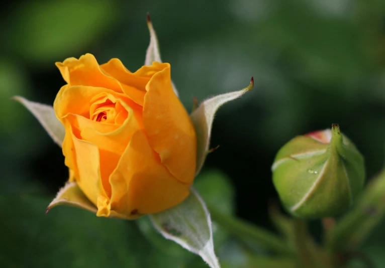 a close up of a yellow rose bud, unsplash, orange blooming flowers garden, slide show, no cropping, grey