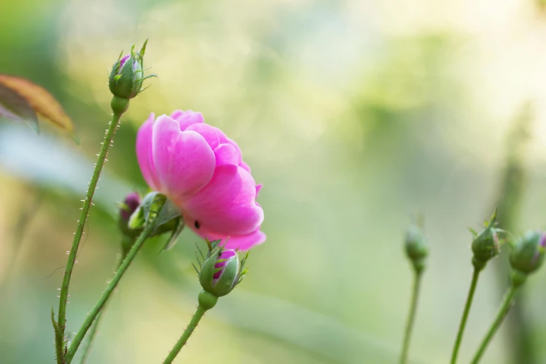 a pink flower sitting on top of a lush green field, inspired by Nagasawa Rosetsu, unsplash, rose twining, soft bokeh, paul barson, parks and gardens