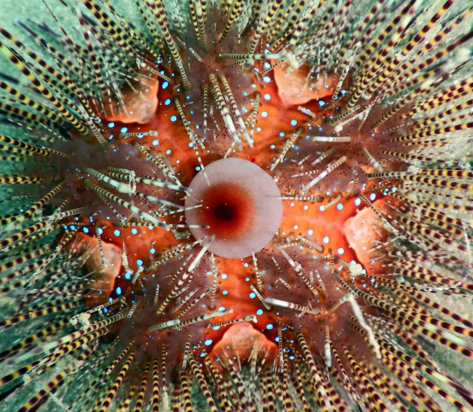 a close up of a sea anemone with lots of feathers, by Anna Haifisch, fine art, symmetry!, prawn, birds eye, fisheye 4