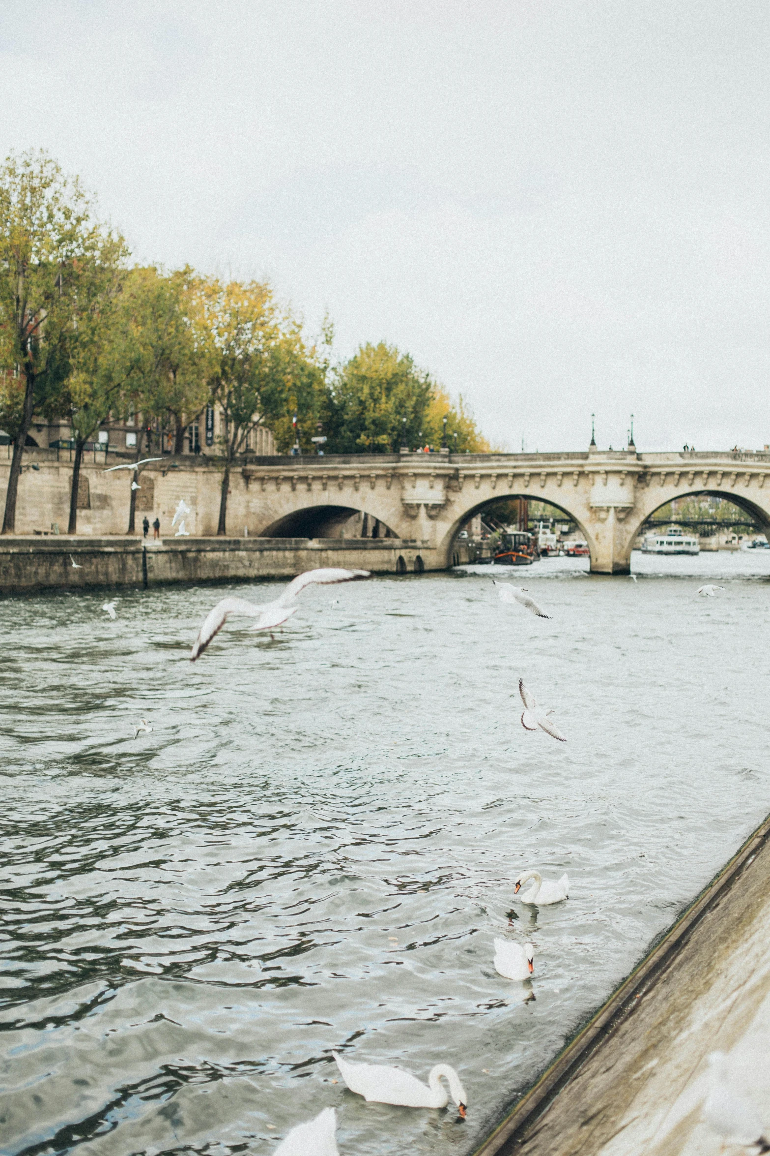 a group of birds flying over a body of water, dog eating croissants in paris, white sweeping arches, vsco, boats