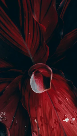 a red flower with water droplets on it, an album cover, by Elsa Bleda, pexels contest winner, amoled wallpaper, dark red beard, carnivorous plant, beeple and james jean