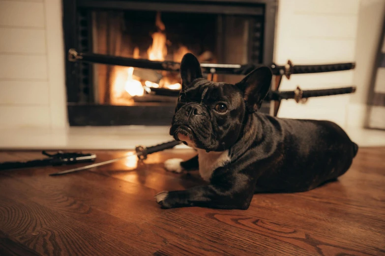a dog laying on the floor in front of a fire place, by Emma Andijewska, pexels contest winner, french bulldog, background image, “ iron bark, taken with canon 5d mk4
