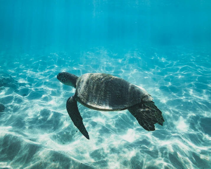 a turtle swimming in the ocean on a sunny day, pexels contest winner, hurufiyya, fan favorite, alessio albi, full length shot, moana