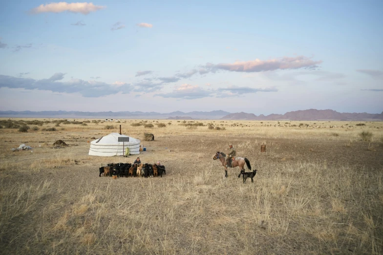 a herd of horses standing on top of a dry grass covered field, high tech nomads, jen atkin, tribal yurta, meats on the ground