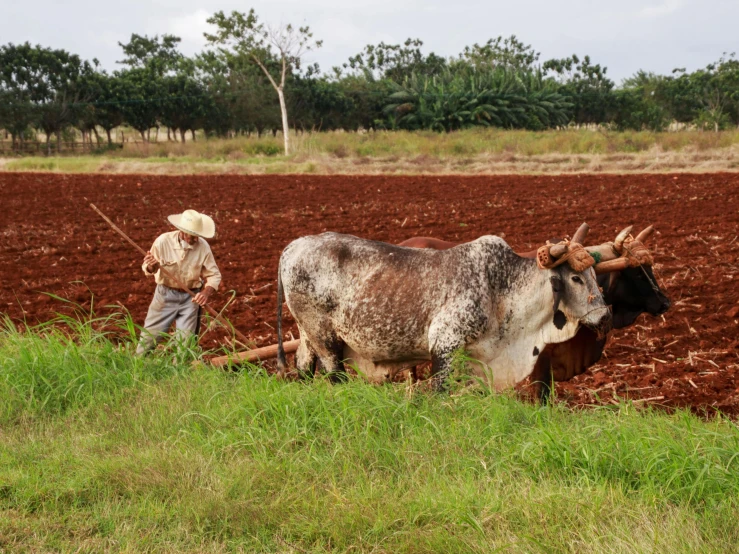 a man plowing a field with two oxen, pexels contest winner, cuban setting, avatar image, no cropping, brown