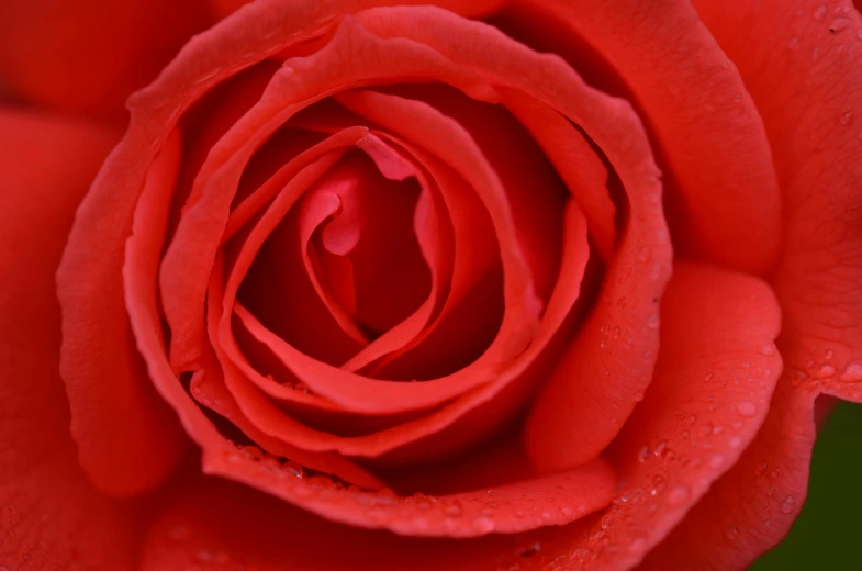 a close up of a red rose with water droplets, by David Simpson, pexels contest winner, fan favorite, coral red, 4 k smooth, full frame image