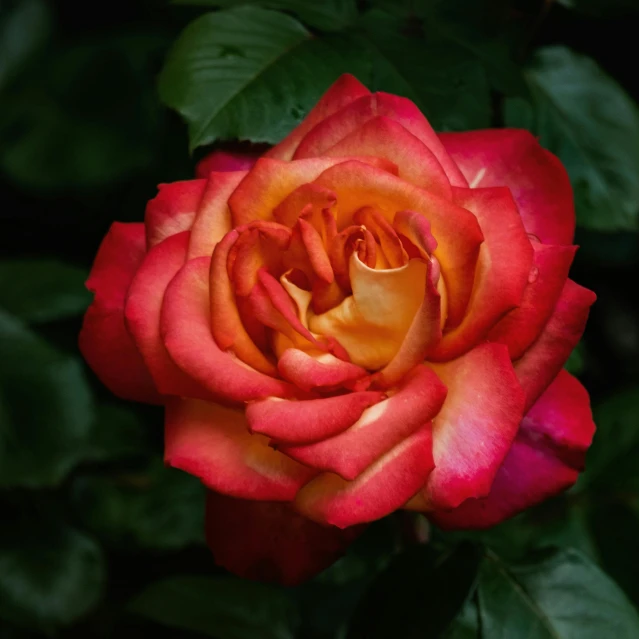 a close up of a red rose with green leaves, by Jan Rustem, pexels contest winner, pink yellow flowers, evening mood, highly ornamental, pink and orange