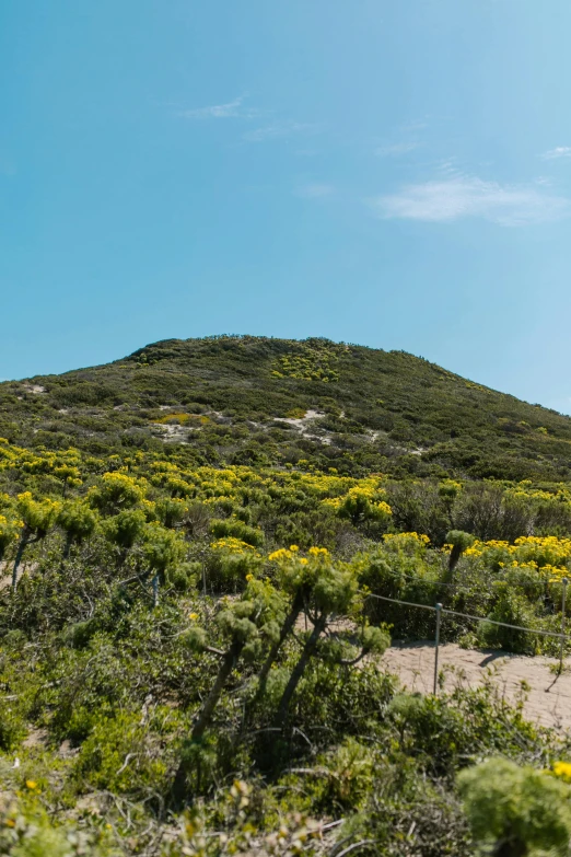 a man riding a bike down a dirt road, yellow flowers, hills and ocean, over grown botanical garden, large cape