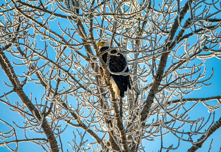 a bird that is sitting in a tree, by Jim Nelson, pexels, icy, bald eagle, 1 6 x 1 6, cold sunny weather