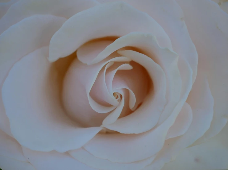 a close up view of a white flower, a macro photograph, by Robbie Trevino, pexels contest winner, romanticism, pink rose, 4 k smooth, pale milky white porcelain skin, infinite intricacy