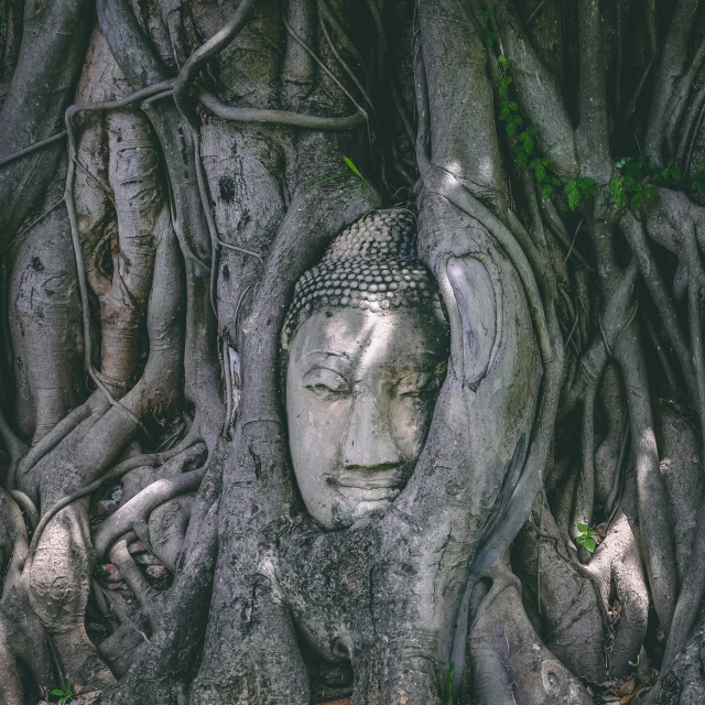 a buddha head in the roots of a tree, a statue, inspired by Yerkaland, pexels contest winner, renaissance, grey, person made of tree, bangkok, instagram post